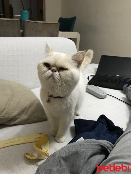 Exotic Shorthair, Kedi  Azman fotoğrafı