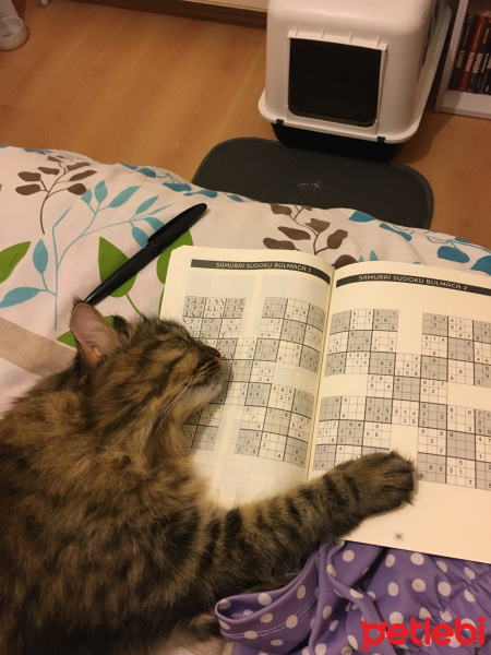 Tekir Kedi, Kedi  Kumsal fotoğrafı