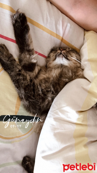 Tekir Kedi, Kedi  Kumsal fotoğrafı