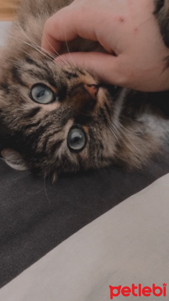 Tekir Kedi, Kedi  Kumsal fotoğrafı