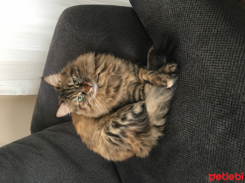 Tekir Kedi, Kedi  Kumsal fotoğrafı