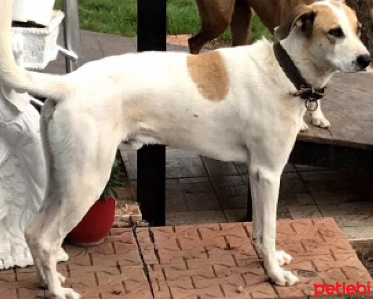 Türk Tazısı, Köpek  Icaak fotoğrafı