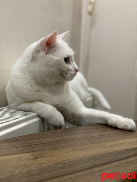 Ankara Kedisi, Kedi  BAHAR fotoğrafı