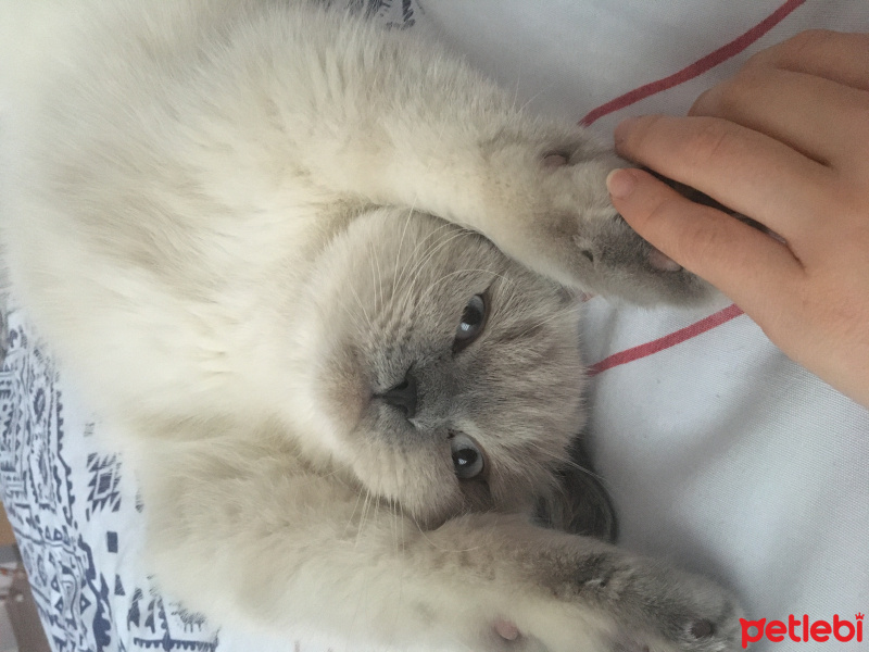 British Shorthair, Kedi  Aqşin fotoğrafı