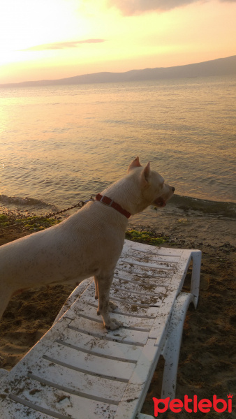 Dogo Arjantin, Köpek  ICE fotoğrafı