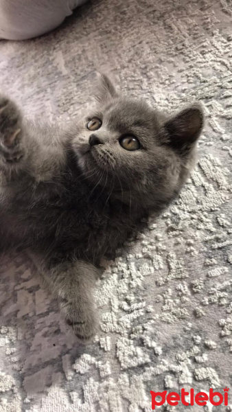 British Shorthair, Kedi  Asel fotoğrafı
