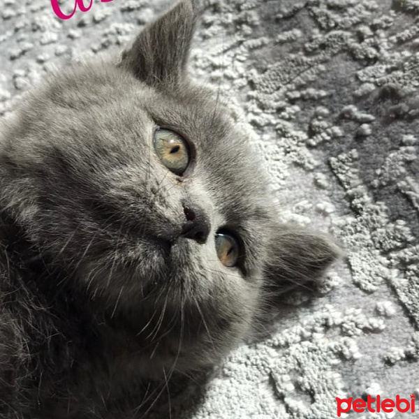 British Shorthair, Kedi  Asel fotoğrafı