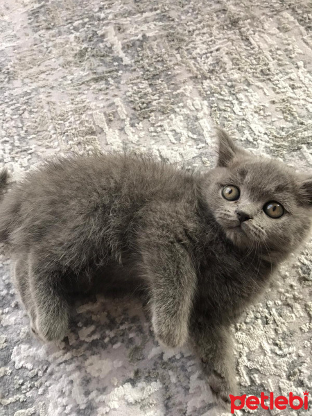 British Shorthair, Kedi  Asel fotoğrafı