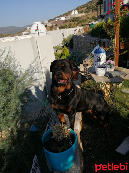 Rottweiler, Köpek  bady fotoğrafı