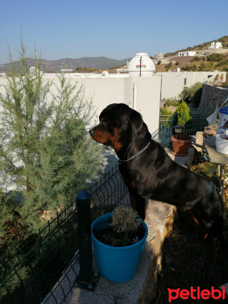 Rottweiler, Köpek  bady fotoğrafı
