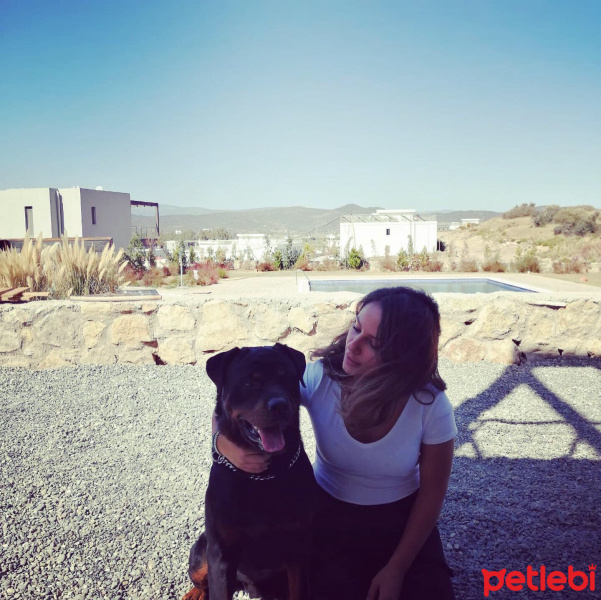 Rottweiler, Köpek  bady fotoğrafı