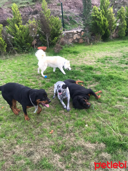 Rottweiler, Köpek  bady fotoğrafı