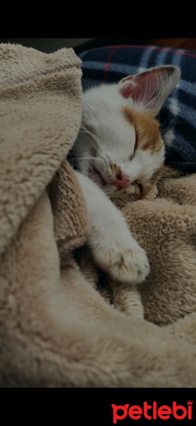 Sarman, Kedi  Tahire fotoğrafı