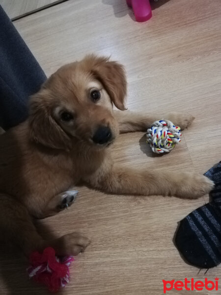 Golden Retriever, Köpek  şanslı fotoğrafı