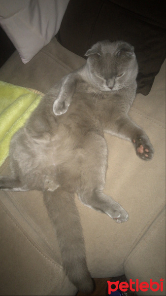Scottish Fold, Kedi  Pırtav fotoğrafı