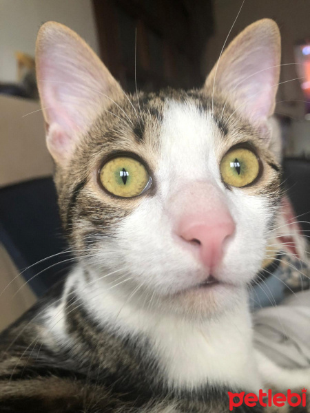 Tekir Kedi, Kedi  Miya fotoğrafı