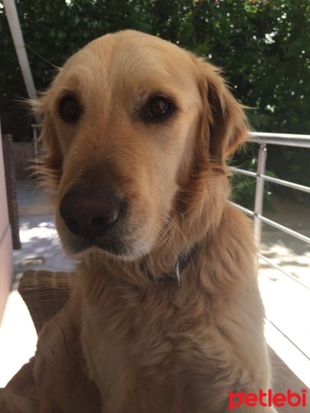 Golden Retriever, Köpek  Buddy fotoğrafı