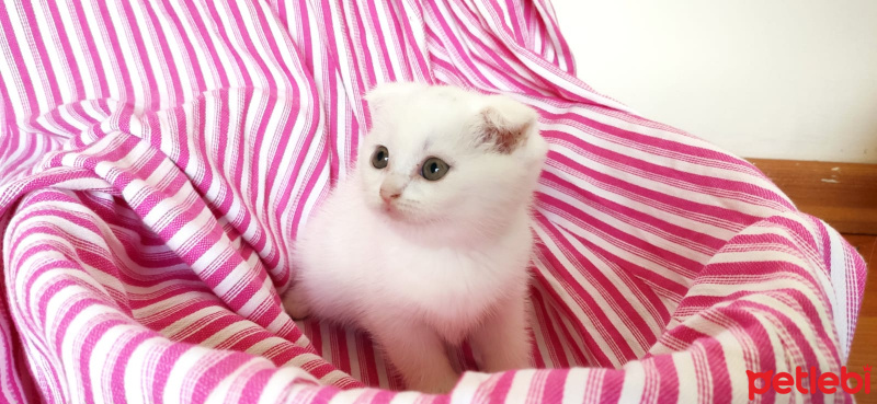 Scottish Fold, Kedi  Pamuk fotoğrafı