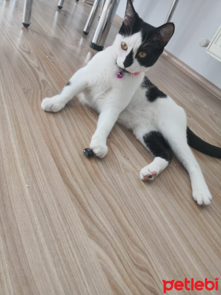 Tuxedo (Smokin) Kedi, Kedi  Karamel fotoğrafı