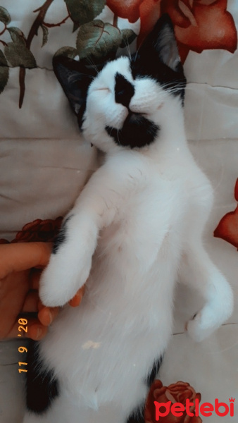 Tuxedo (Smokin) Kedi, Kedi  Karamel fotoğrafı