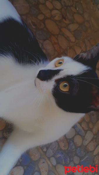 Tuxedo (Smokin) Kedi, Kedi  Karamel fotoğrafı