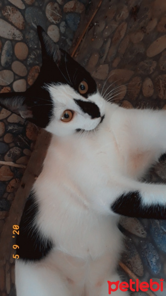 Tuxedo (Smokin) Kedi, Kedi  Karamel fotoğrafı