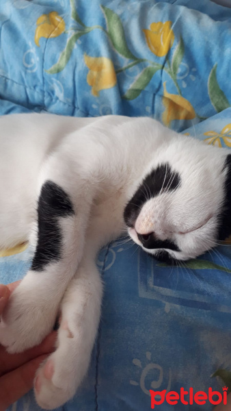 Tuxedo (Smokin) Kedi, Kedi  Karamel fotoğrafı