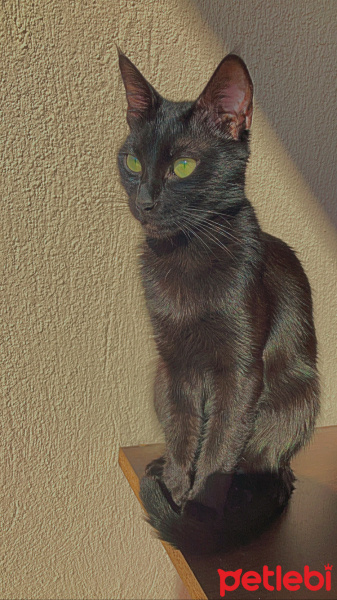 Bombay, Kedi  Pixie fotoğrafı