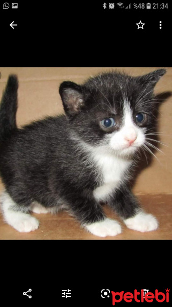 Tuxedo (Smokin) Kedi, Kedi  Smoki fotoğrafı