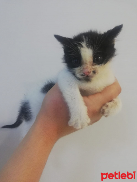 Tuxedo (Smokin) Kedi, Kedi  Smoki fotoğrafı