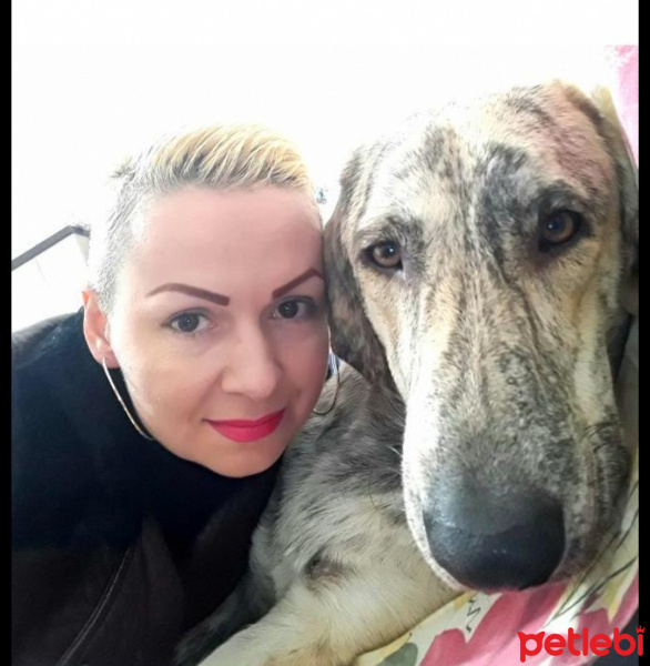 Tuxedo (Smokin) Kedi, Kedi  Smoki fotoğrafı