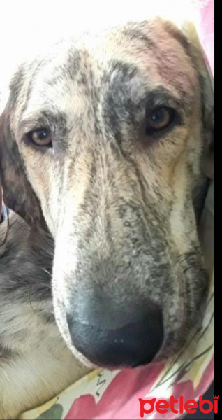 Tuxedo (Smokin) Kedi, Kedi  Smoki fotoğrafı