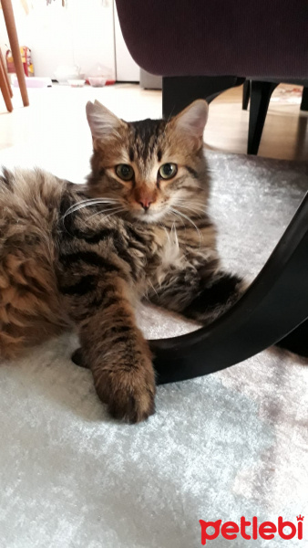 Tuxedo (Smokin) Kedi, Kedi  Smoki fotoğrafı