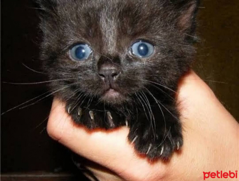 Tuxedo (Smokin) Kedi, Kedi  Smoki fotoğrafı