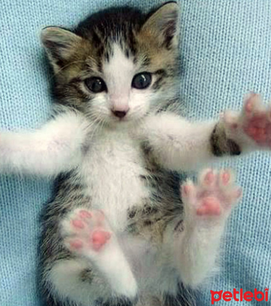 Tuxedo (Smokin) Kedi, Kedi  Smoki fotoğrafı