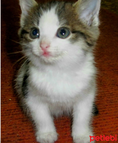 Tuxedo (Smokin) Kedi, Kedi  Smoki fotoğrafı