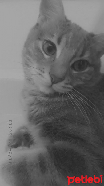 Tekir Kedi, Kedi  Mişa fotoğrafı