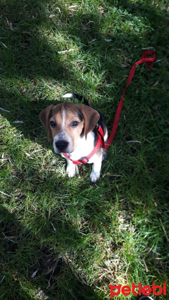 Beagle, Köpek  BADEM fotoğrafı