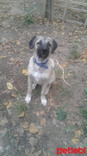 Kangal, Köpek  pusat fotoğrafı