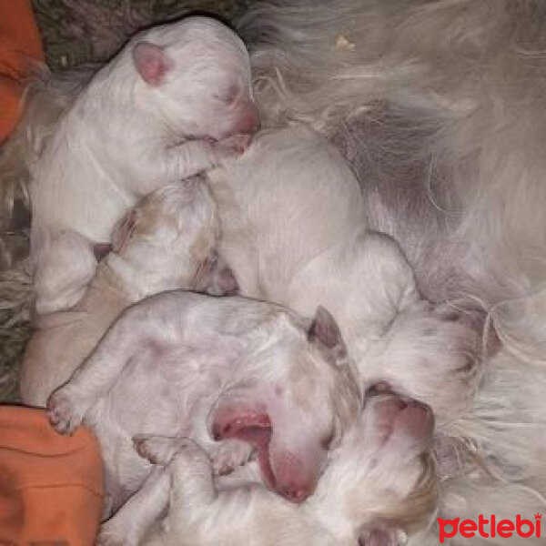 Kangal, Köpek  pusat fotoğrafı