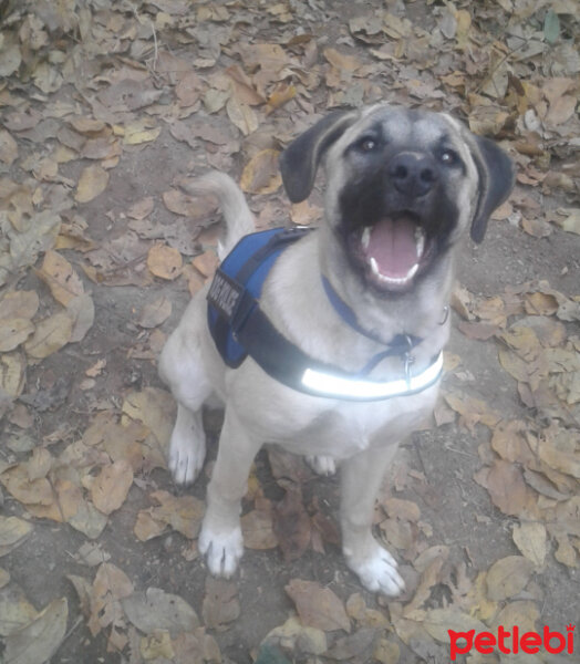 Kangal, Köpek  pusat fotoğrafı