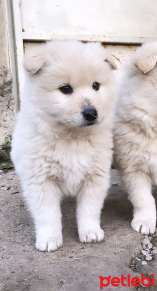 Samoyed, Köpek  Bulut fotoğrafı