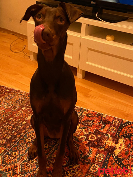 Doberman Pinscher, Köpek  ruby fotoğrafı