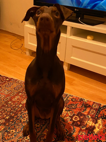 Doberman Pinscher, Köpek  ruby fotoğrafı