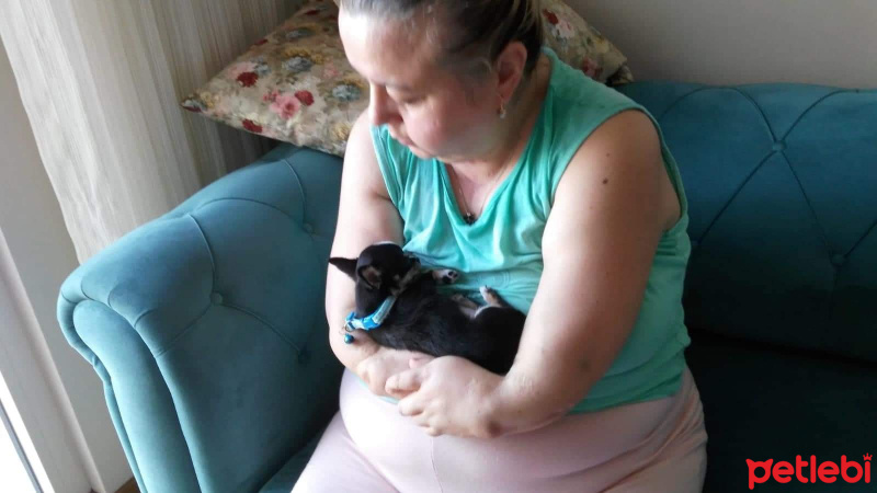 Chihuahua, Köpek  Savacı prenses zeyna fotoğrafı
