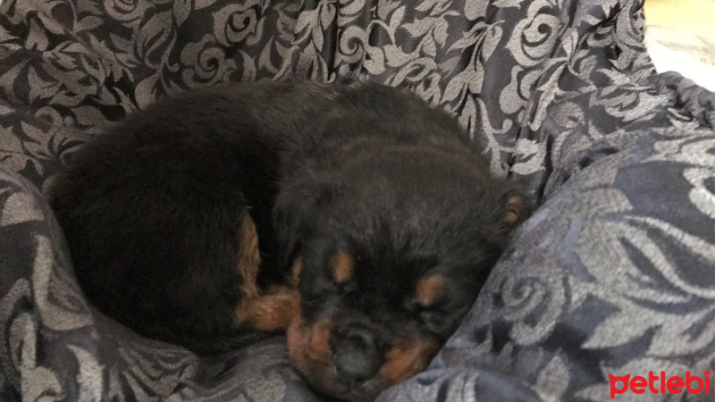 Rottweiler, Köpek  Ateş fotoğrafı