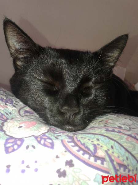 Bombay, Kedi  Mürdüm fotoğrafı