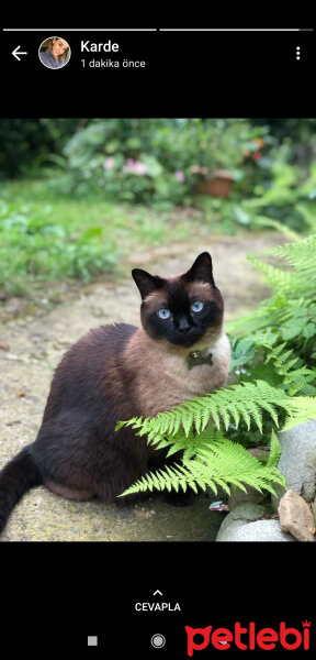 Siyam Kedisi, Kedi  Mars fotoğrafı