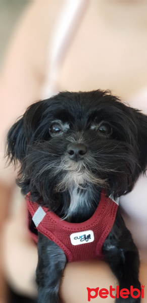 Yorkshire Terrier, Köpek  Kömür fotoğrafı