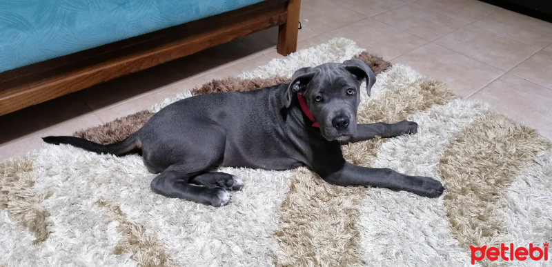 Cane Corso Italiano, Köpek  Delta fotoğrafı